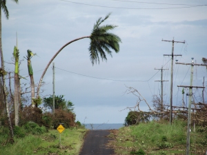 storm damaged palm tree